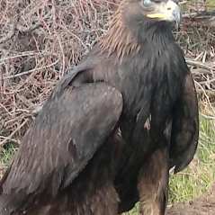 Juvenile Golden Eagle
